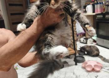 Kotka rasy Maine coon z rodowodem bardzo dobre zaplecze genetyczne do hodow