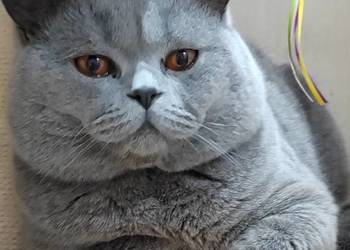 Reproduktor brytyjski  - krycie