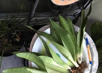 sansevieria Moonshine