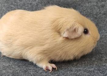 Świnka morska self gładkowłosa #cavia z hodowli