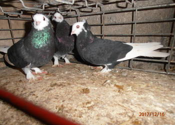 Białogłówki białogłówka gołębie