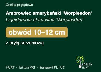 Ambrowiec amerykański 'Worplesdon' obwód 10-12 cm, z bryłą – HURT