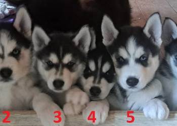 Husky szczenięta z rodowodem sprzedam