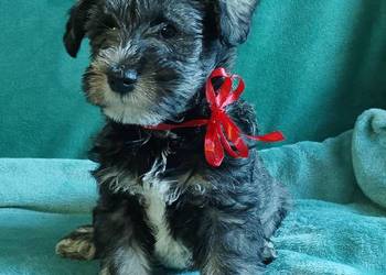 sznaucer miniaturowy