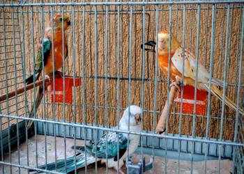 Świergoty z grudnia