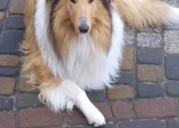 Owczarek Szkockie Collie szczeniaki