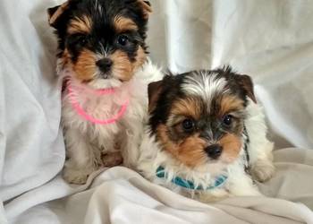 york biewer piesek 9tyg., mocne umaszczenie