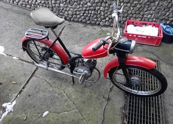 Komar sztywniak sprawny