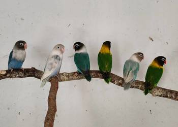 Sprzedam pary lęgowe Nierozłączek oraz samice Świergotki.