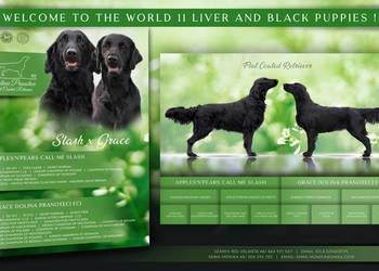 Flat Coated Retriever FCI
