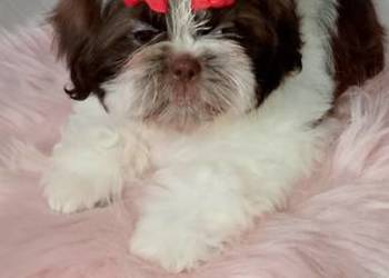 Biało czekoladowa suczka rasy Shih-Tzu