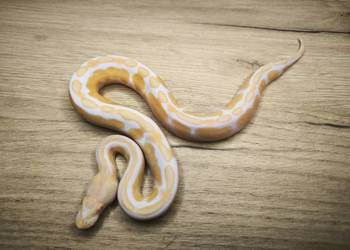 Pyton królewski Enchi Black Pastel poss Mahogany Albino