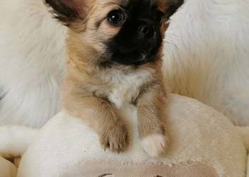 Chłopcy Chihuahua ZKwP FCI