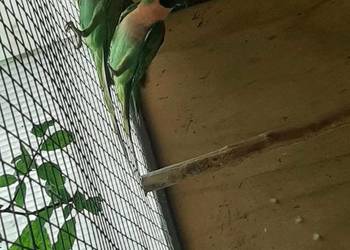 Aleksandretty różowopierśne (różane) para 23r