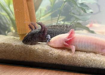 Axelotle salamandra akselotl