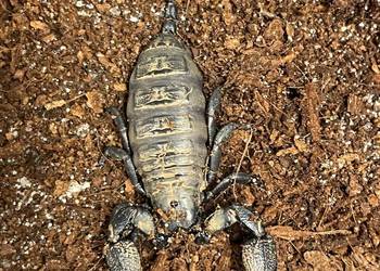 skorpion (Cheloctonus jonesii)