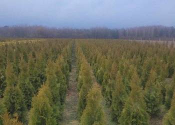 Tuja Szmaragd/ Thuja occidentalis 'Smaragd' 120-130 Balot