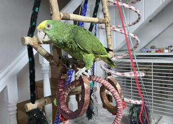 Sprzedam Amazonkę Oratrix