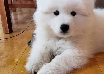 Samoyedy z hodowli