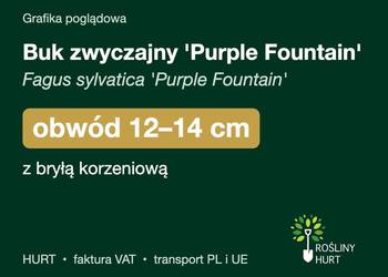 Buk zwyczajny 'Purple Fountain' obwód 12-14 cm, z bryłą – HURT