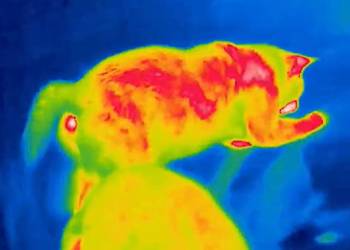 Poszukiwanie zaginionych zwierząt, termowizją, Wrocław, cena