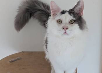 Diablo kocurek niebiesko czarny Maine Coon Zapraszamy