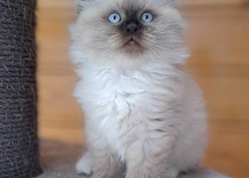 Kotka neva masquerade syberyjska seal point