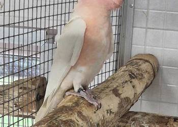 Sprzedam ptaki z 2025