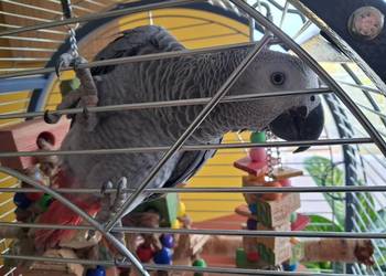 Żako Kongijskie młody samiec.Duży okaz! Żako Kongijskie młody samiec.Duży okaz!