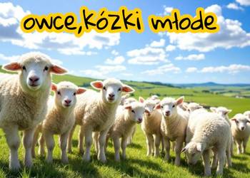 Młode owieczki, kózki