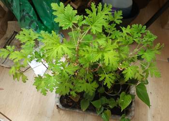 Geranium, anginka,  cytrynka,  lecznicza roślina w doniczce, wysokośc ok 50