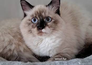 Kotka neva masquerade syberyjska szylkret