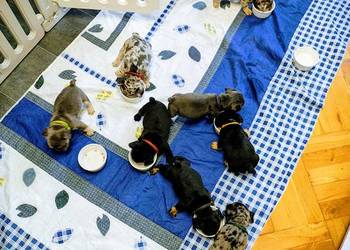 Cudowne maluszki buldog francuski VanDogs stawiamy na socjalizację