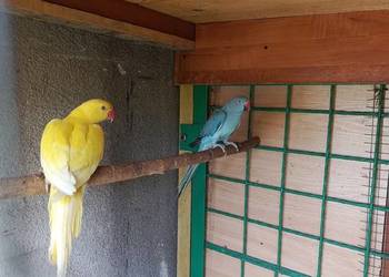 Aleksandretty samice