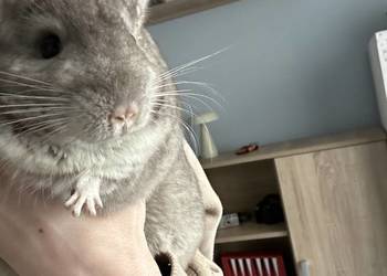 Sprzedam szynszyle samiec i samica