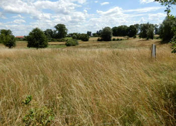 Syndyk sprzeda działki o numerze 10, 28/1, 223/1, 31/2, 240/1 - Trzeszyn (…