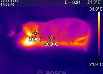 Odnajdywanie zwierząt kamerą termowizyjną, lokalizowanie , Wrocław
