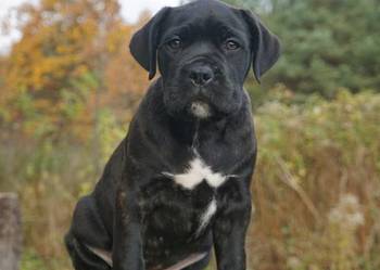 Szczeniaki Cane Corso ZKwP FCI