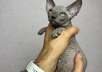 Sfinks niebieska kotka !