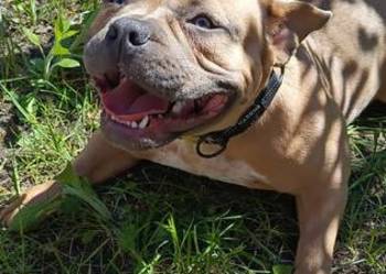 American Bully Pocket 1 rok suka metryka