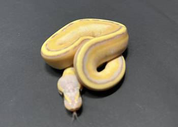 Pyton Regius - Banana Enchi Genetic Stripe
