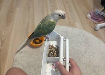 Sprzedam papugę rudosterk pineapple