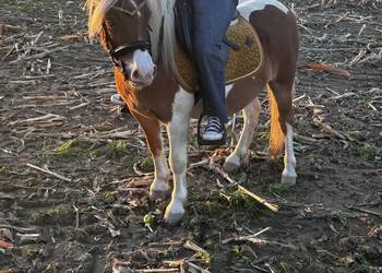 Sprzedam wałacha w typie szetlandzkim