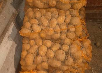 Ziemniaki jadalne wega