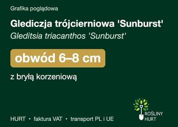 Glediczja trójcierniowa 'Sunburst' obwód 6-8 cm, z bryłą – HURT