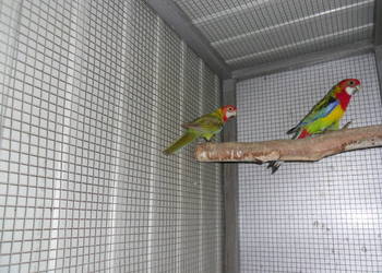 Rozella Rozelle Białolice