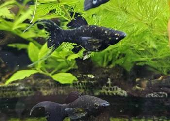 Molinezje bocja wspaniała bocja siatkowana rośliny  akwariowe rybki gurami