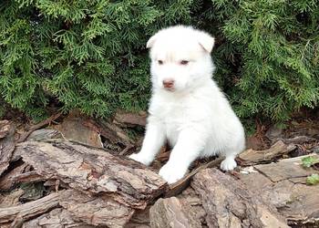 Siberian husky girl
