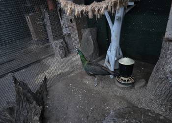 Paw Szmaragdowy - Tanio