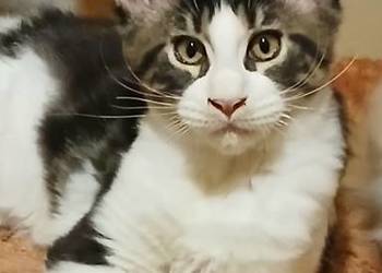 Kocurek Maine Coon